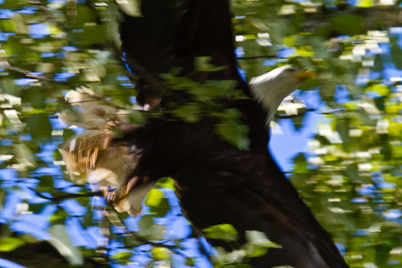 Bald Eagle Taking Flight
